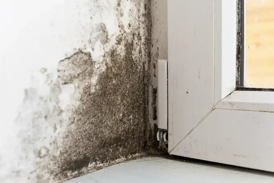 Professional Water Damage & Mitigation in Orange County — Orange, CA